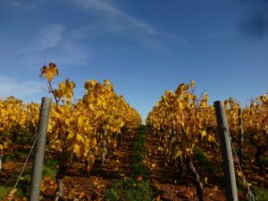 rang en automne Domaine Lacondemine