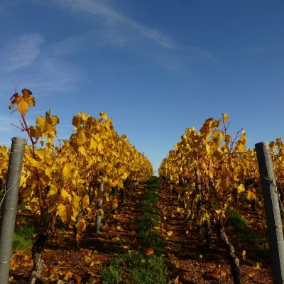 rang en automne Domaine Lacondemine