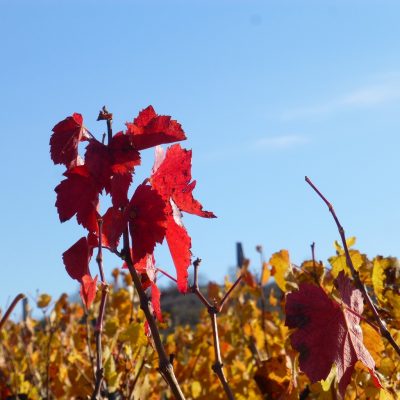 feuilles tombes Domaine Lacondemine