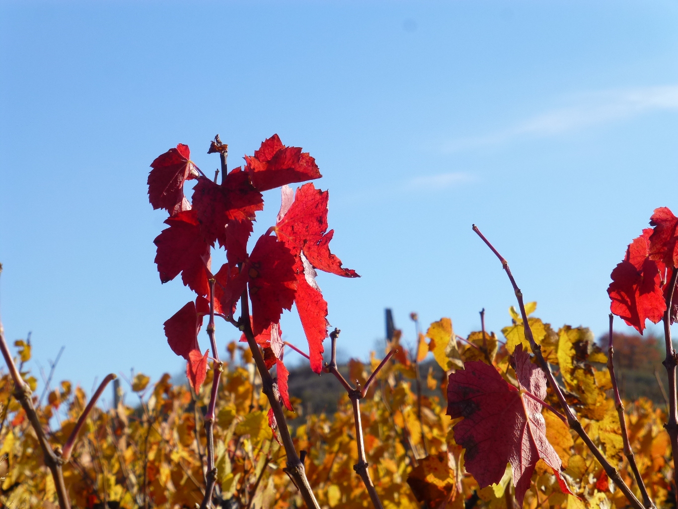 feuilles tombes Domaine Lacondemine