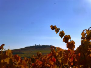 vue colline et automne Domaine Lacondemine