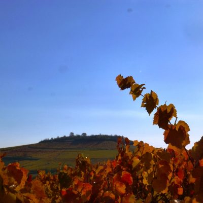 vue colline et automne Domaine Lacondemine