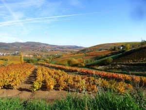 couleur automne vigne Domaine Lacondemine