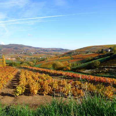 couleur automne vigne Domaine Lacondemine