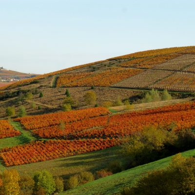 couleur Domaine Lacondemine