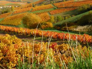 automne Domaine Lacondemine