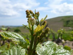 floraison vignes Domaine Lacondemine