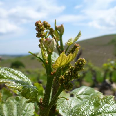 floraison vignes Domaine Lacondemine