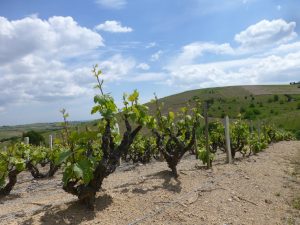 Renaissance Domaine Lacondemine