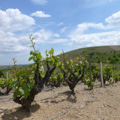 Renaissance Domaine Lacondemine