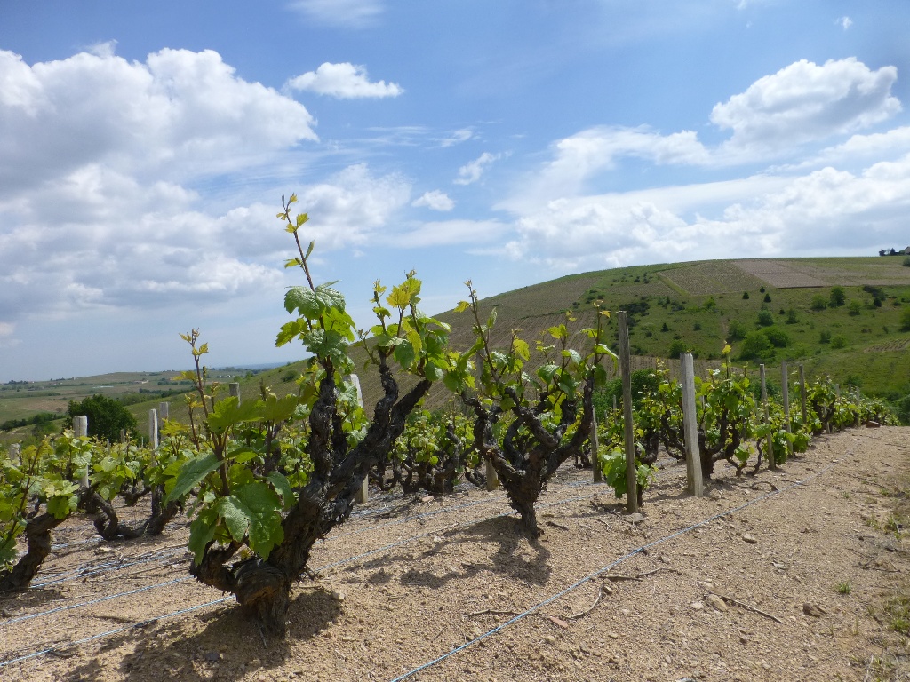 Renaissance Domaine Lacondemine