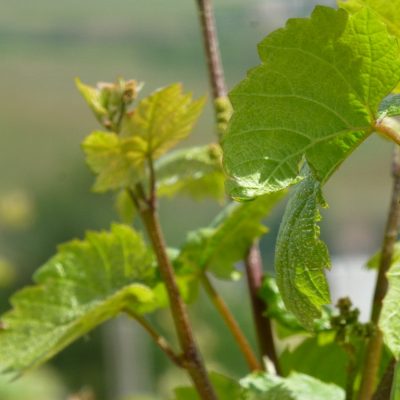 feuilles Domaine Lacondemine