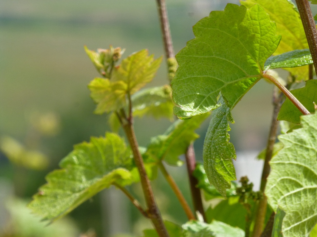 feuilles Domaine Lacondemine