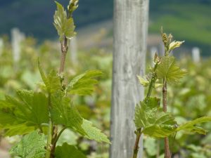 bourgeon Domaine Lacondemine