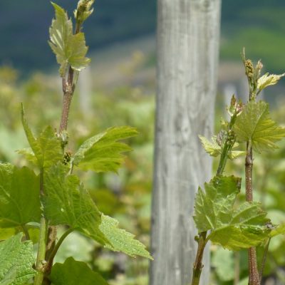 bourgeon Domaine Lacondemine