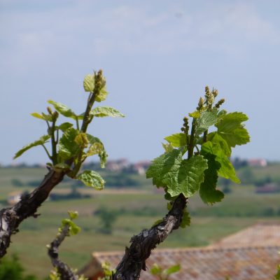 vue et floraison Domaine Lacondemine