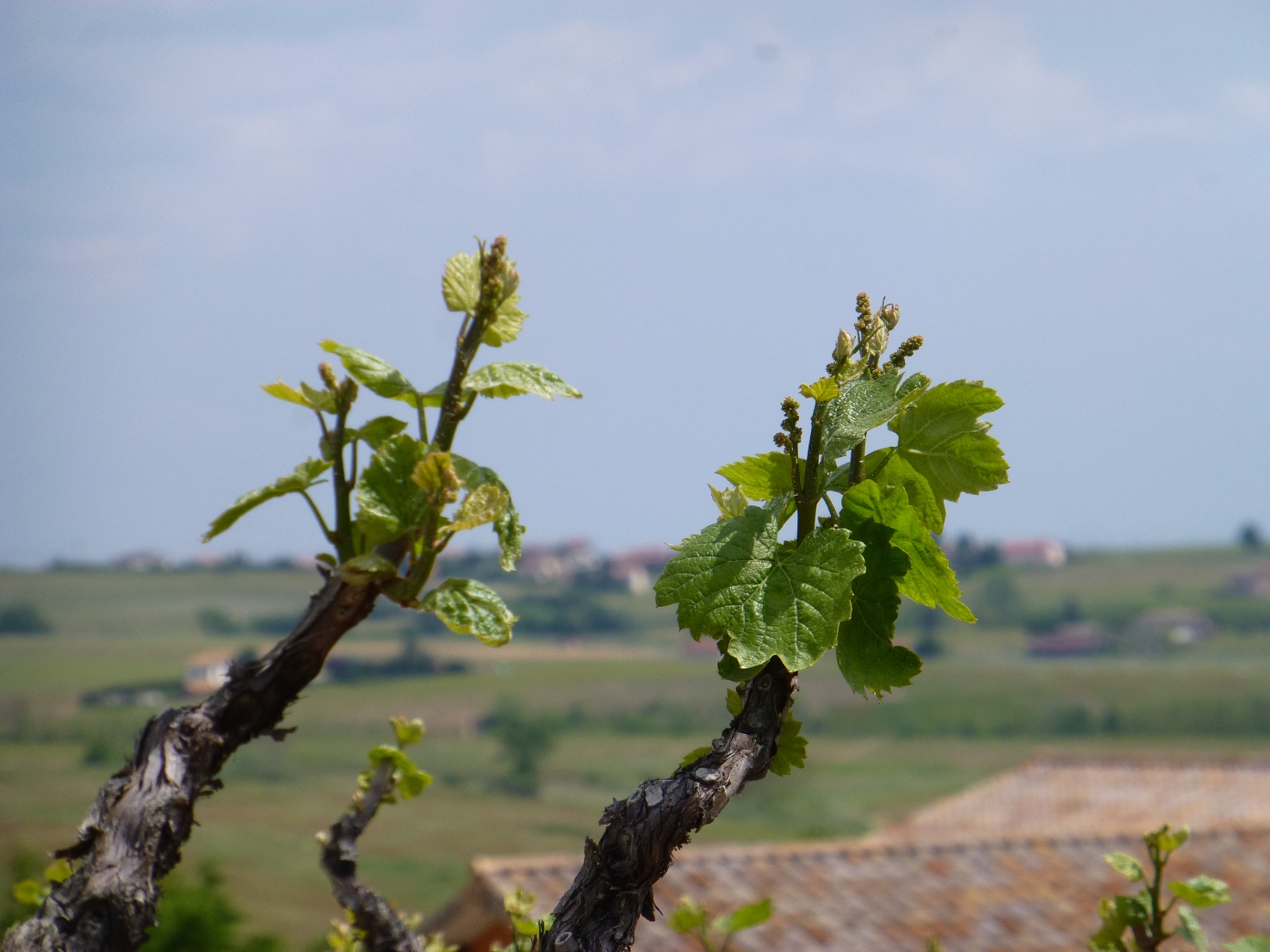 vue et floraison Domaine Lacondemine