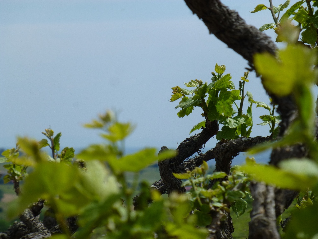 Floraison Domaine Lacondemine