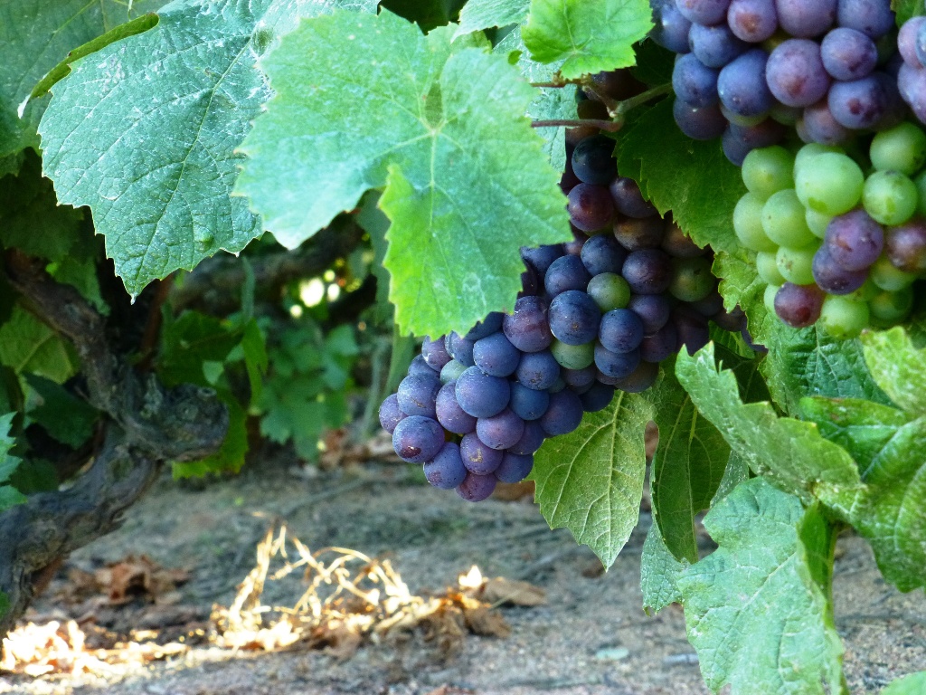 raisin vert et violet Domaine Lacondemine