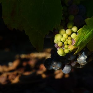 maturité raisin Domaine Lacondemine