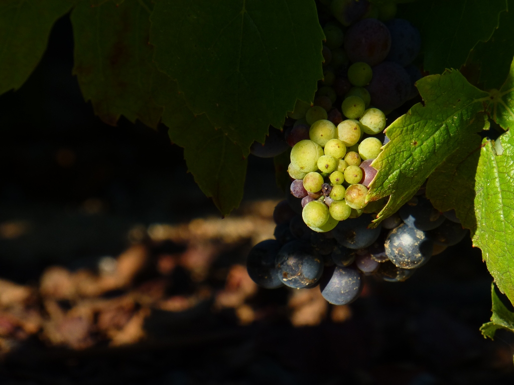 maturité raisin Domaine Lacondemine