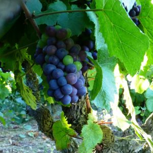 vignes raisin Domaine Lacondemine