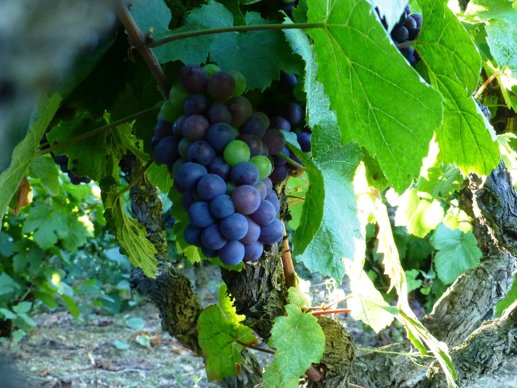 vignes raisin Domaine Lacondemine