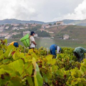 vue vendanges Domaine Lacondemine