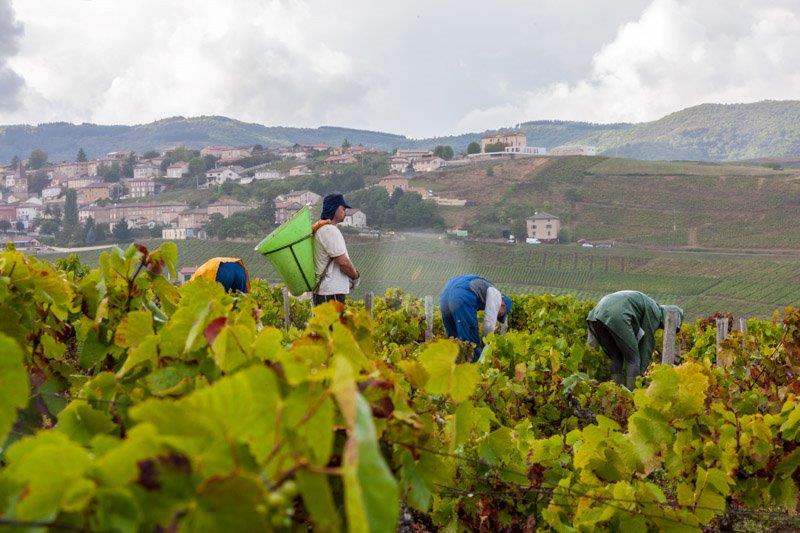 vue vendanges Domaine Lacondemine