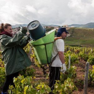 raisin vendanges Domaine Lacondemine