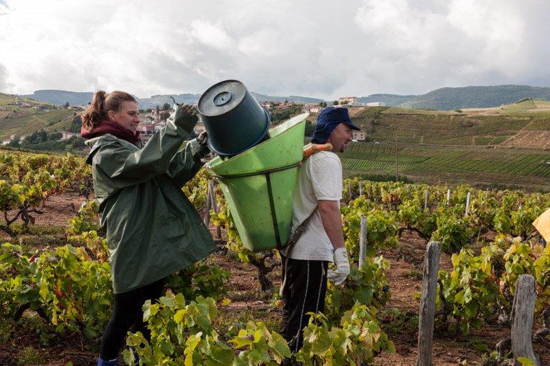 raisin vendanges Domaine Lacondemine