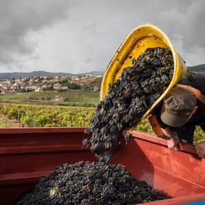 Vider la hote vendanges Domaine Lacondemine