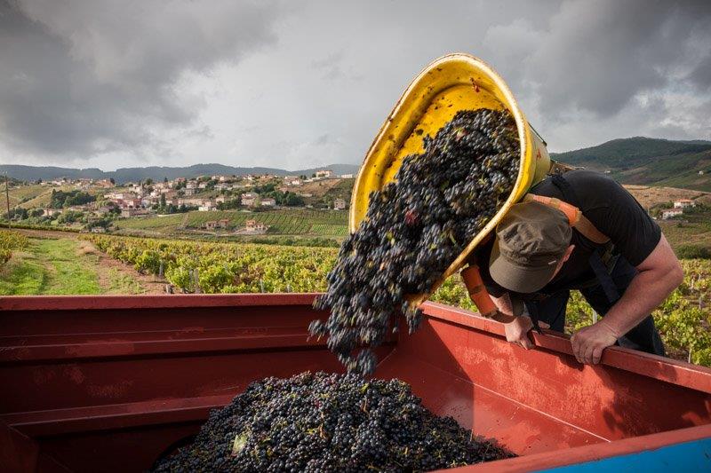 Vider la hote vendanges Domaine Lacondemine