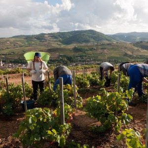 Vignes vendanges Domaine Lacondemine