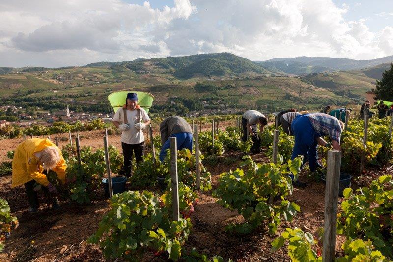 Vignes vendanges Domaine Lacondemine