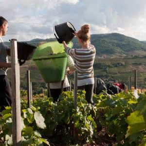 vider le seau vendanges Domaine Lacondemine