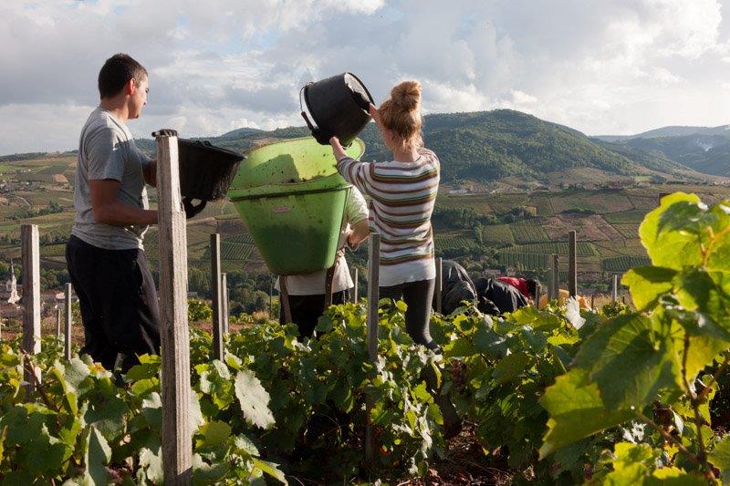 vider le seau vendanges Domaine Lacondemine