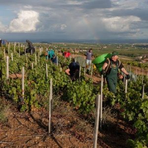 Coupe vendanges Domaine Lacondemine