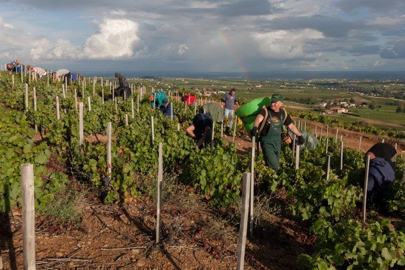 Coupe vendanges Domaine Lacondemine