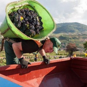 Hoteur Vendanges Domaine Lacondemine