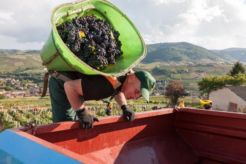 Hoteur Vendanges Domaine Lacondemine